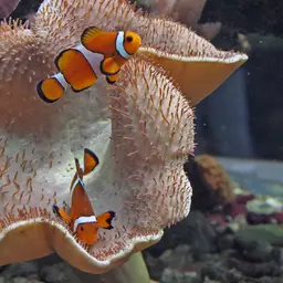 Ocellaris Clownfish, photo 3