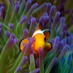 Ocellaris Clownfish, photo 4
