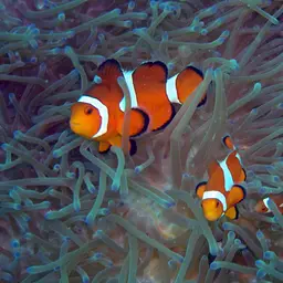 Ocellaris Clownfish, photo 5