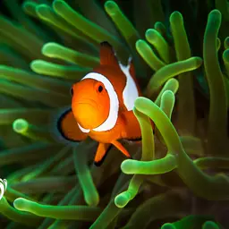 Ocellaris Clownfish, photo 7