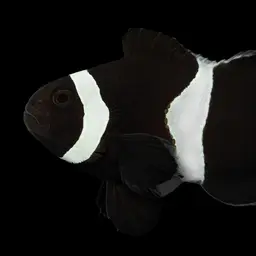 Ocellaris Clownfish, photo 8