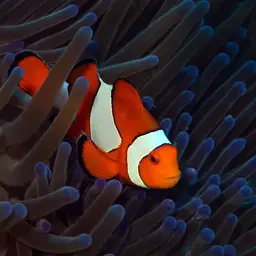 Ocellaris Clownfish, photo 9
