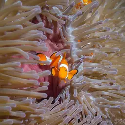 Ocellaris Clownfish, photo 10