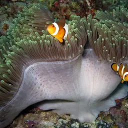 Ocellaris Clownfish, photo 11