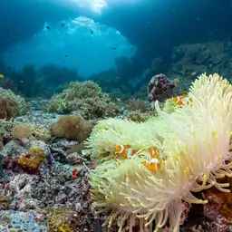Ocellaris Clownfish, photo 12