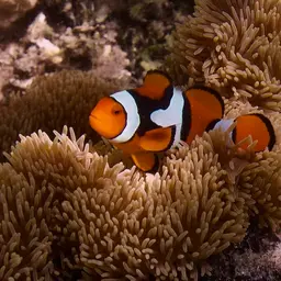 True Percula Clownfish