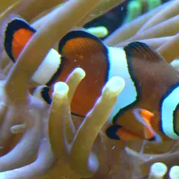 True Percula Clownfish, photo 3