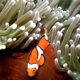 True Percula Clownfish, photo 4