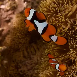 True Percula Clownfish, photo 6