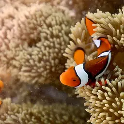 True Percula Clownfish, photo 7