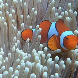 True Percula Clownfish, photo 8