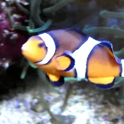 True Percula Clownfish, photo 11