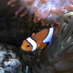 True Percula Clownfish, photo 12