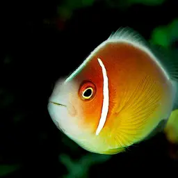 False Skunk-striped Anemonefish