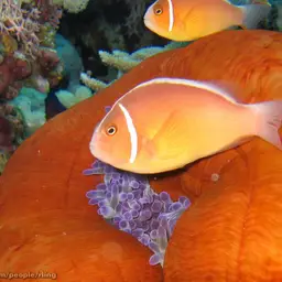 False Skunk-striped Anemonefish, photo 2