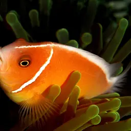 False Skunk-striped Anemonefish, photo 3