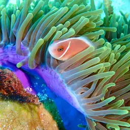 False Skunk-striped Anemonefish, photo 4