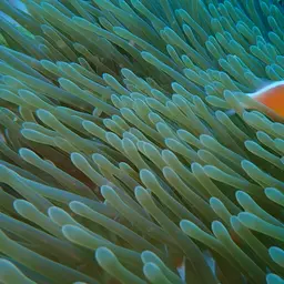False Skunk-striped Anemonefish, photo 5