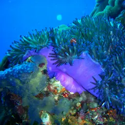 False Skunk-striped Anemonefish, photo 6
