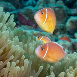 False Skunk-striped Anemonefish, photo 7