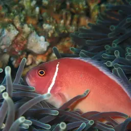 False Skunk-striped Anemonefish, photo 8