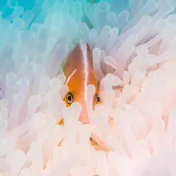 False Skunk-striped Anemonefish, photo 9