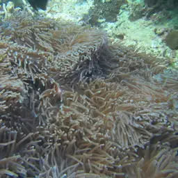 False Skunk-striped Anemonefish, photo 10