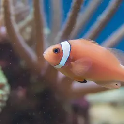 False Skunk-striped Anemonefish, photo 11