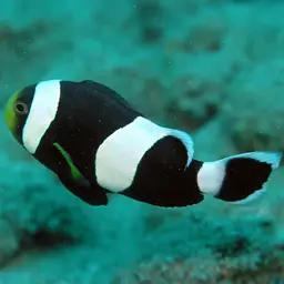 Panda Clownfish