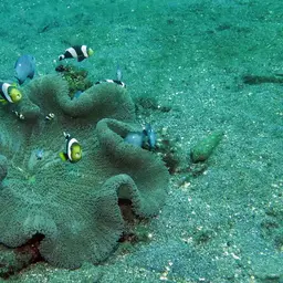 Panda Clownfish, photo 2
