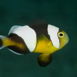 Panda Clownfish, photo 3