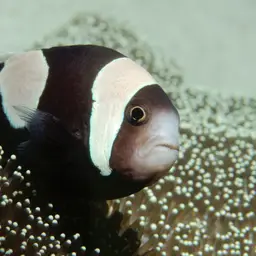 Panda Clownfish, photo 4