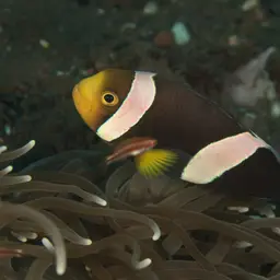Panda Clownfish, photo 5