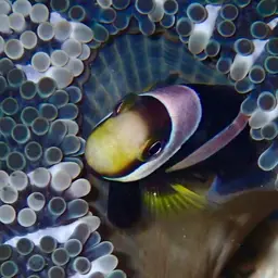 Panda Clownfish, photo 6