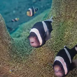 Panda Clownfish, photo 7