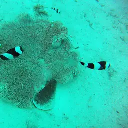 Panda Clownfish, photo 8