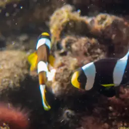 Panda Clownfish, photo 9