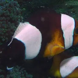Panda Clownfish, photo 10