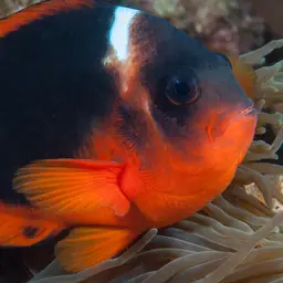 Australian Anemonefish