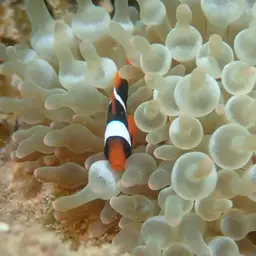 Australian Anemonefish, photo 2