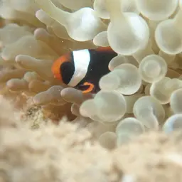 Australian Anemonefish, photo 3
