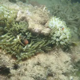 Australian Anemonefish, photo 4