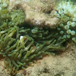 Australian Anemonefish, photo 5