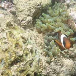 Australian Anemonefish, photo 6