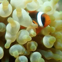 Australian Anemonefish, photo 7