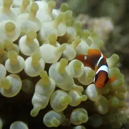Australian Anemonefish, photo 8