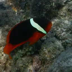 Australian Anemonefish, photo 9