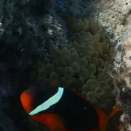 Australian Anemonefish, photo 10