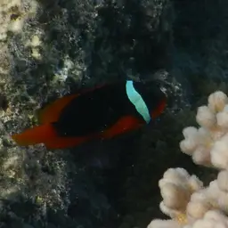 Australian Anemonefish, photo 11