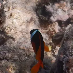 Australian Anemonefish, photo 12